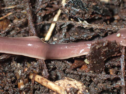 Image of Arthurdendyus australis (Dendy 1894)