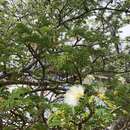 Imagem de Albizia forbesii Benth.