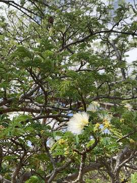 Image of Broad-pod albizia