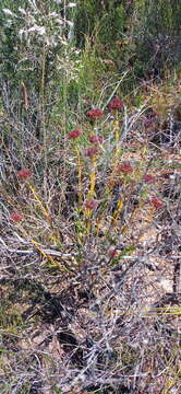 Слика од Crassula subulata L.