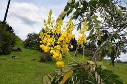 Слика од Senna pistaciifolia (Kunth) H. S. Irwin & Barneby
