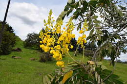 Image de Senna pistaciifolia (Kunth) H. S. Irwin & Barneby