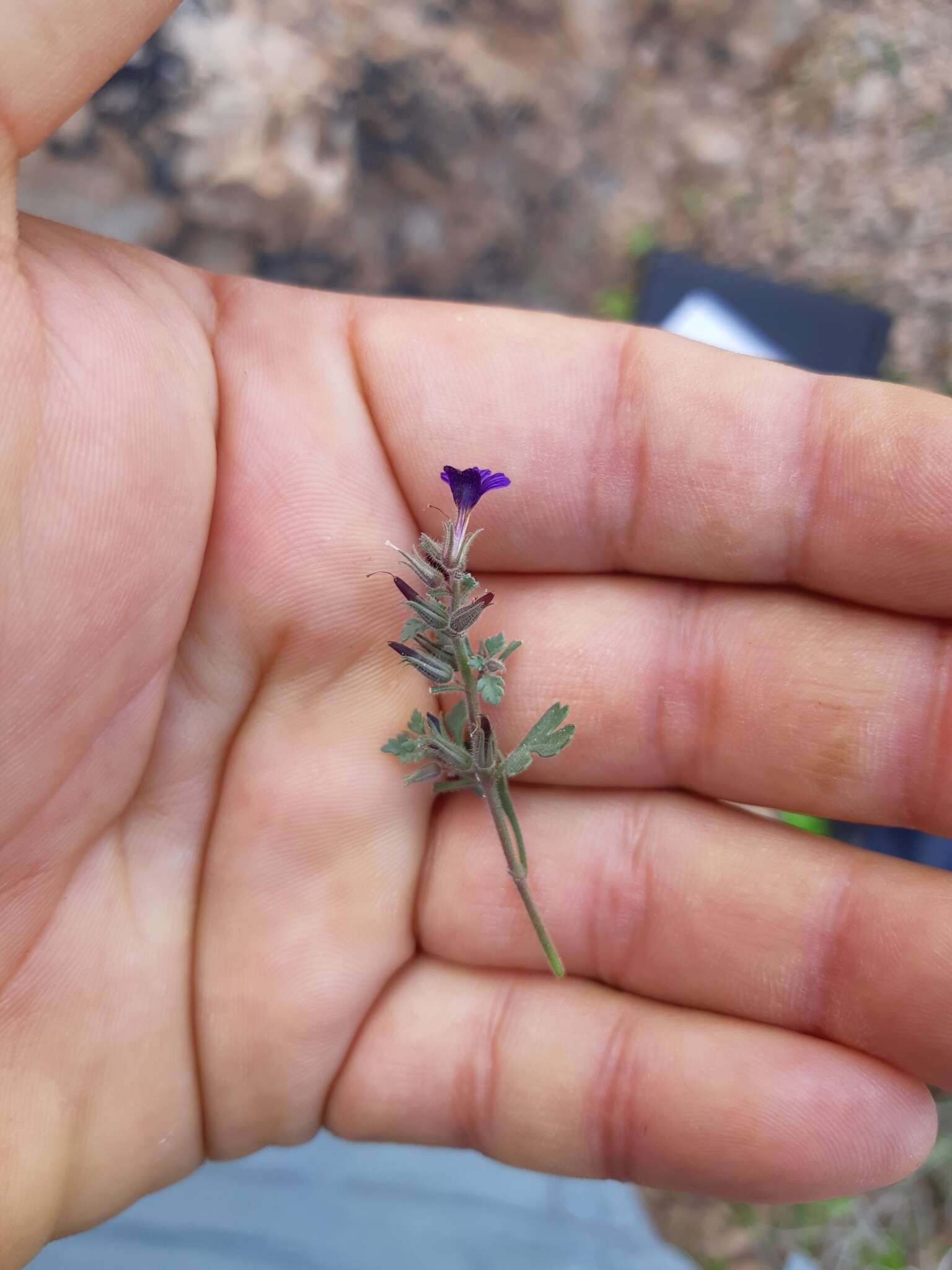 Image of Schistophragma intermedium (A. Gray) Pennell