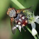 Image of marmoratus species group