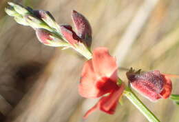 Слика од Indigofera candicans Aiton