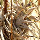 Image of Tillandsia gilliesii subsp. gilliesii