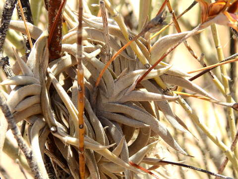 Image of Tillandsia gilliesii Baker