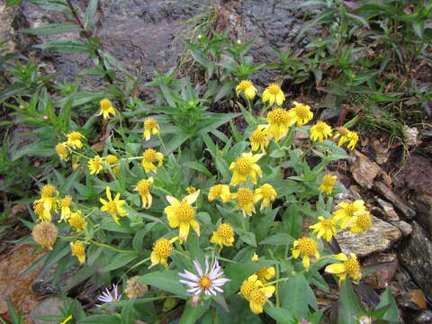 Image of lanceleaf arnica