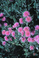 Image of Melaleuca seriata Lindl.