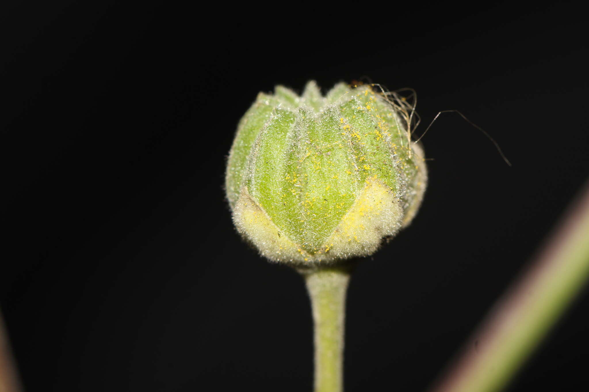 Image of yellowflower Indian mallow