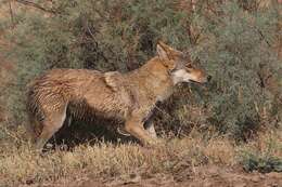 Image of Indian Wolf