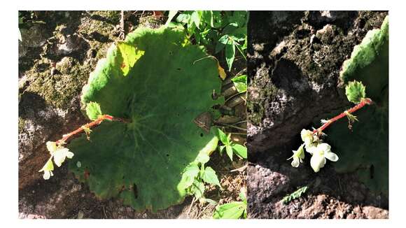 Image of Begonia monophylla Pav. ex A. DC.