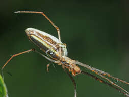 Image de Tetragnatha extensa (Linnaeus 1758)