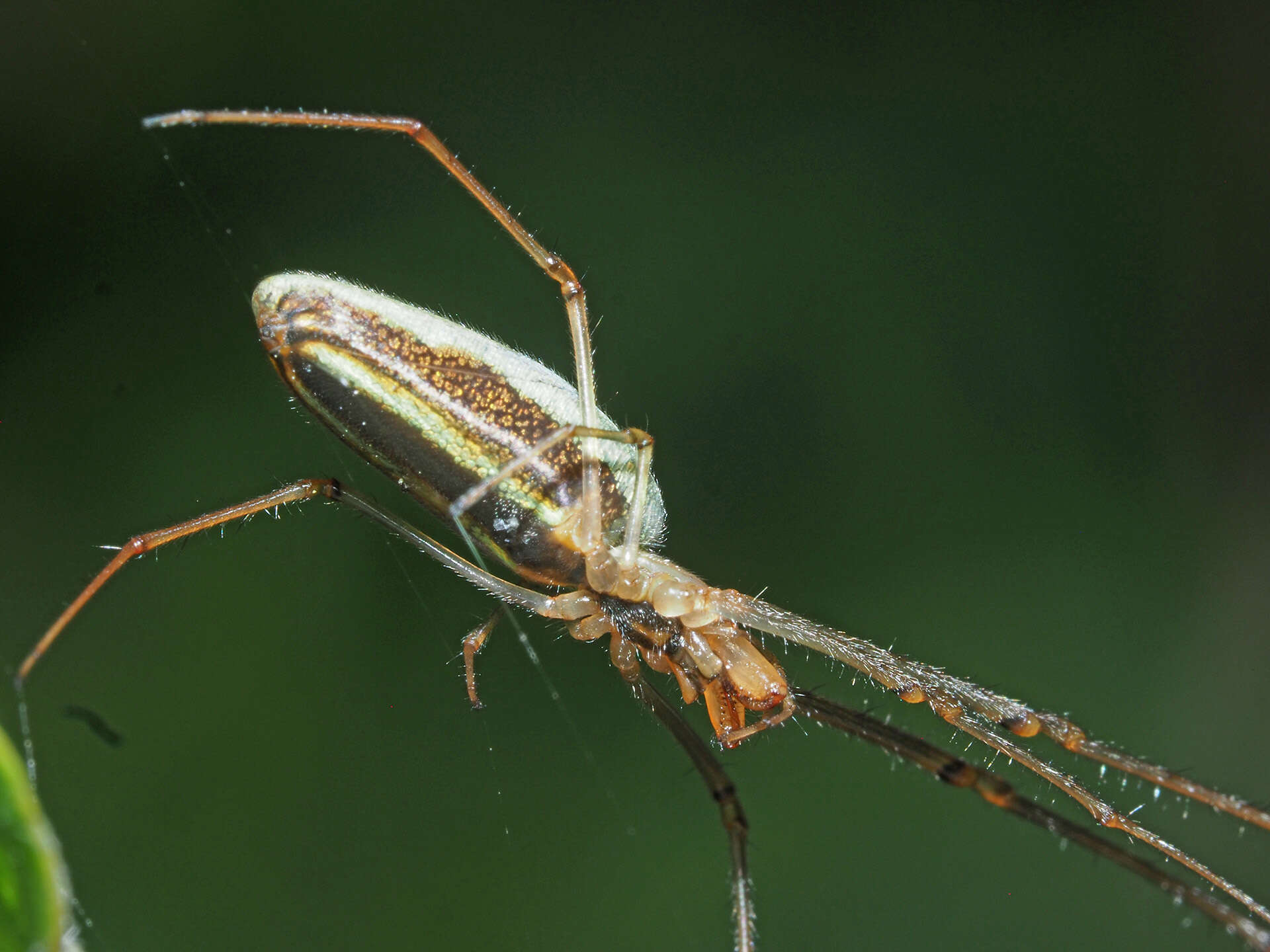 Image de Tetragnatha extensa (Linnaeus 1758)