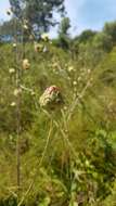 Sivun Rhaponticoides africana (Lam.) M. V. Agab. & Greuter kuva