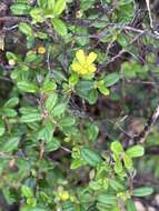 Plancia ëd Hibbertia aspera DC.