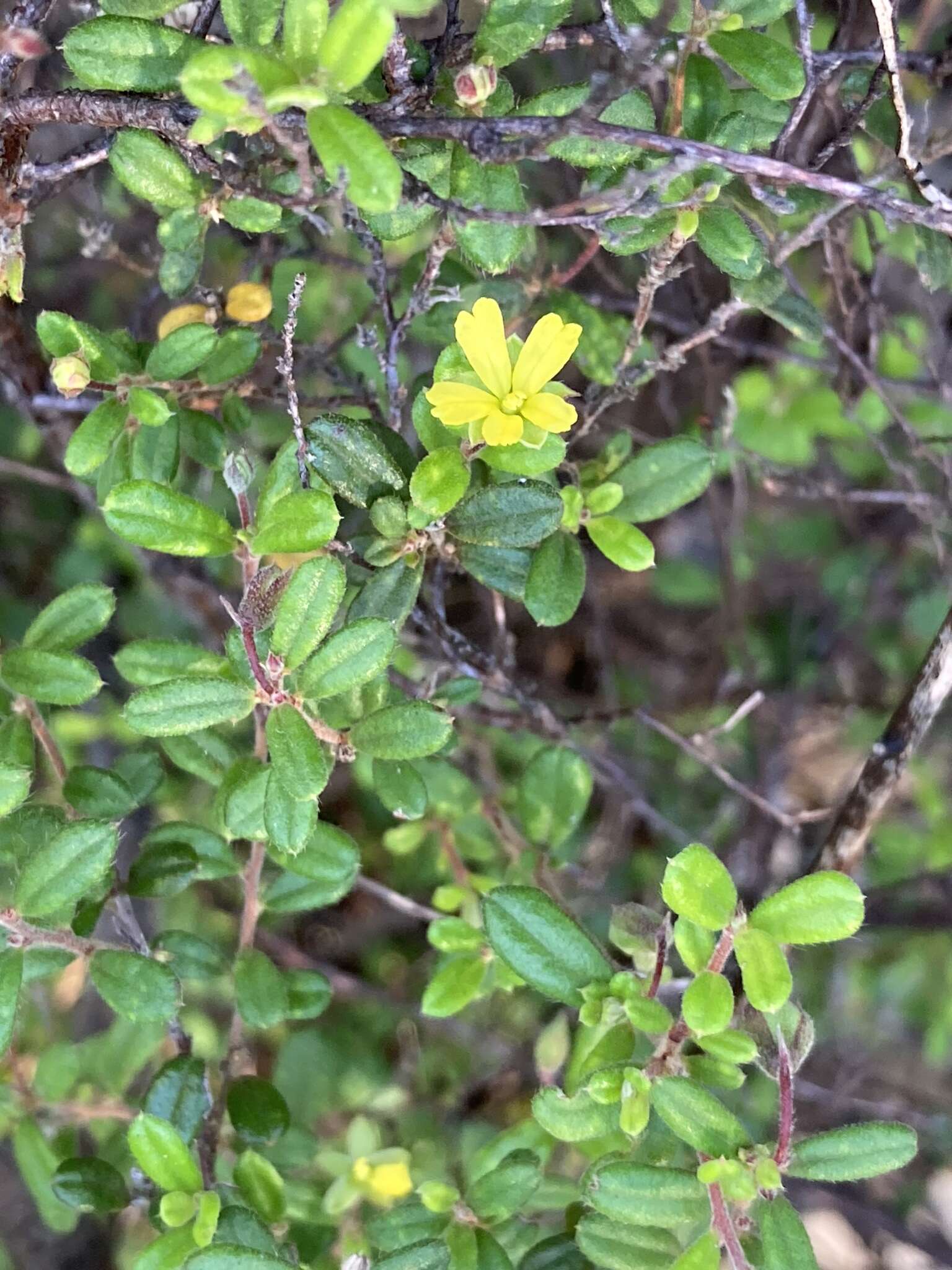 Plancia ëd Hibbertia aspera DC.