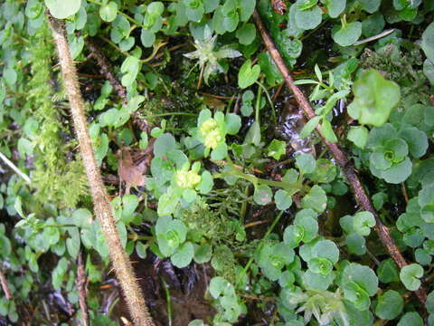 Plancia ëd Chrysosplenium oppositifolium L.