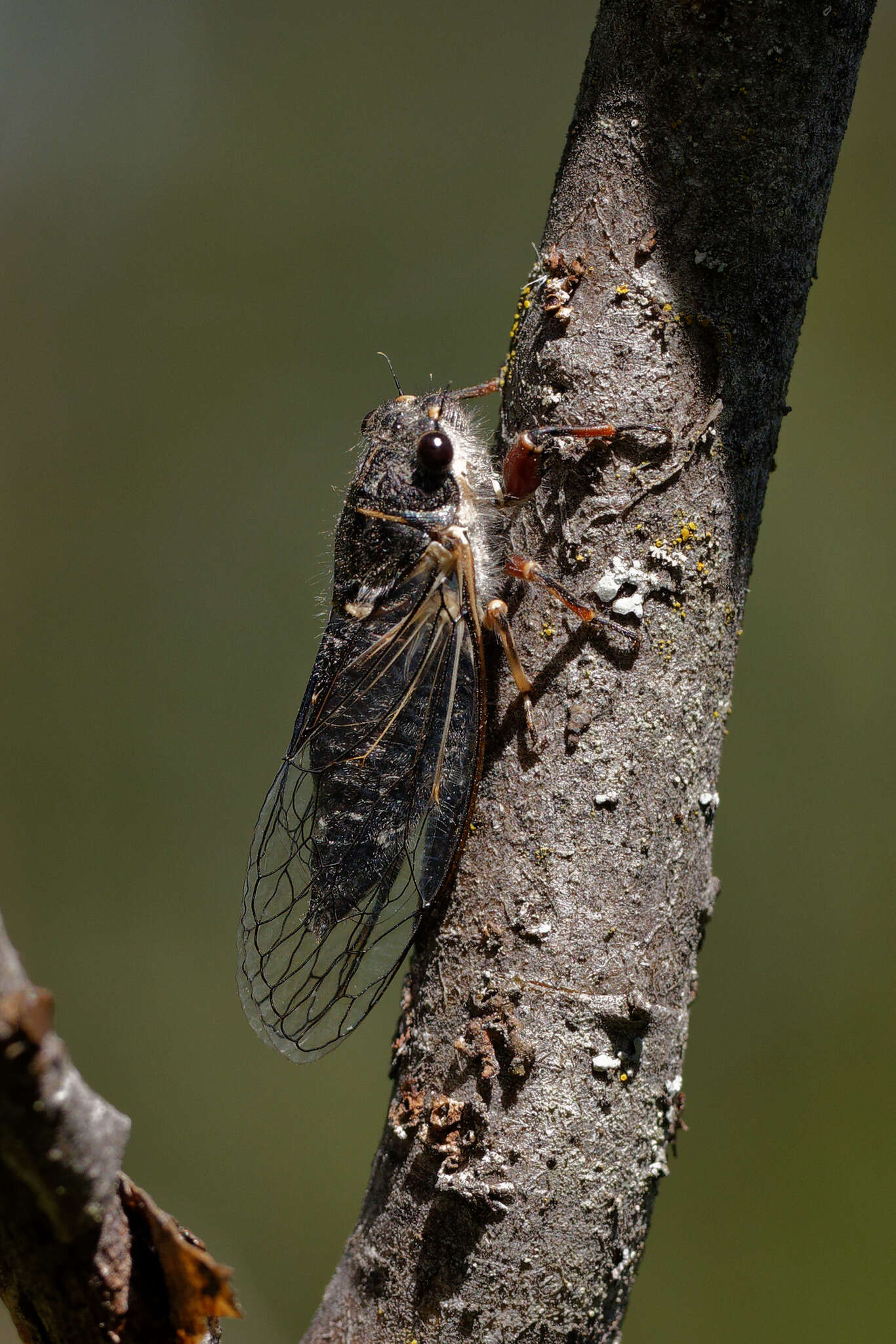 Image of Platypedia areolata (Uhler 1861)