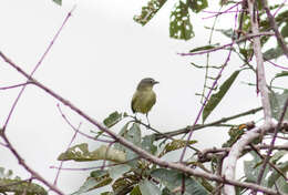 Image of Slender-footed Tyrannulet