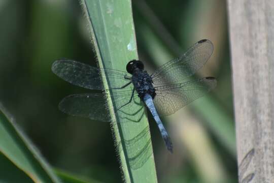 Image of Erythrodiplax cleopatra Ris 1911