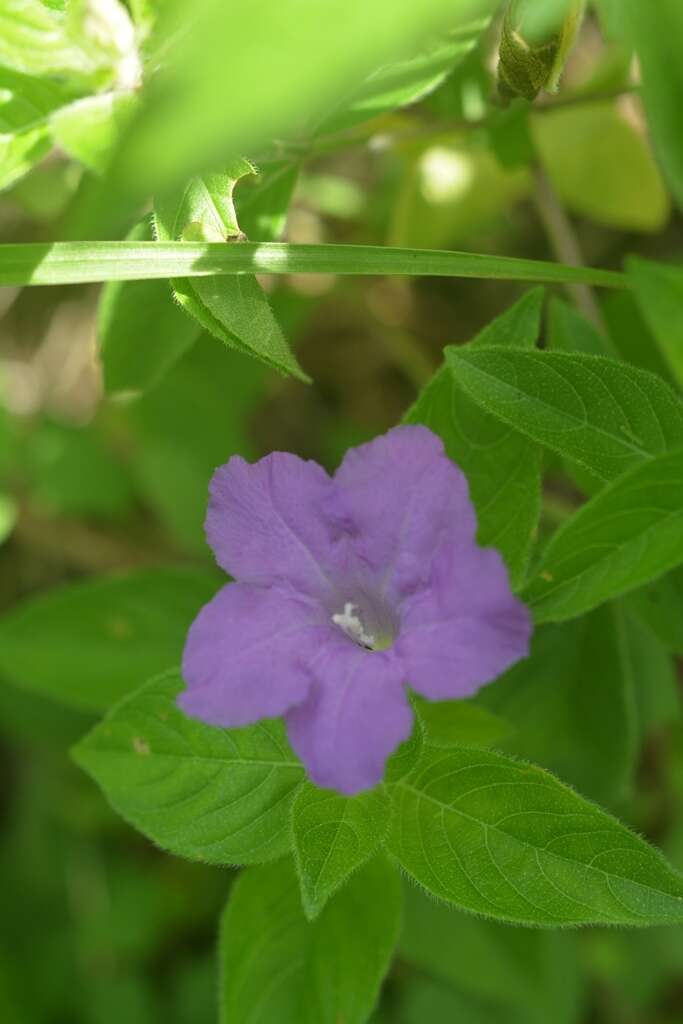 Plancia ëd Ruellia lactea Cav.