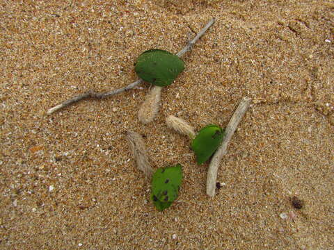 Image of Avicennia schaueriana Stapf & Leechman ex Mold.