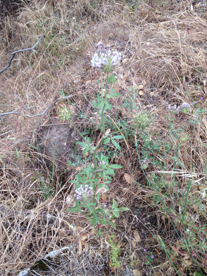 Image of clammy clover