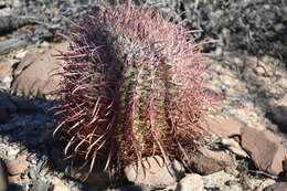 Image of Ferocactus gracilis subsp. tortulispinus