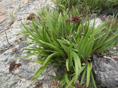 Image of Corymbium glabrum L.