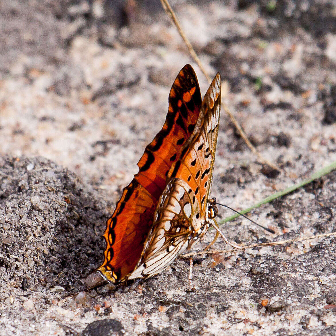 Plancia ëd Charaxes jahlusa argynnides Westwood 1864