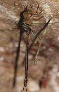 Image of Eastern Duskhawker