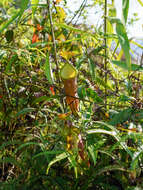 Image of Pitcher Plant