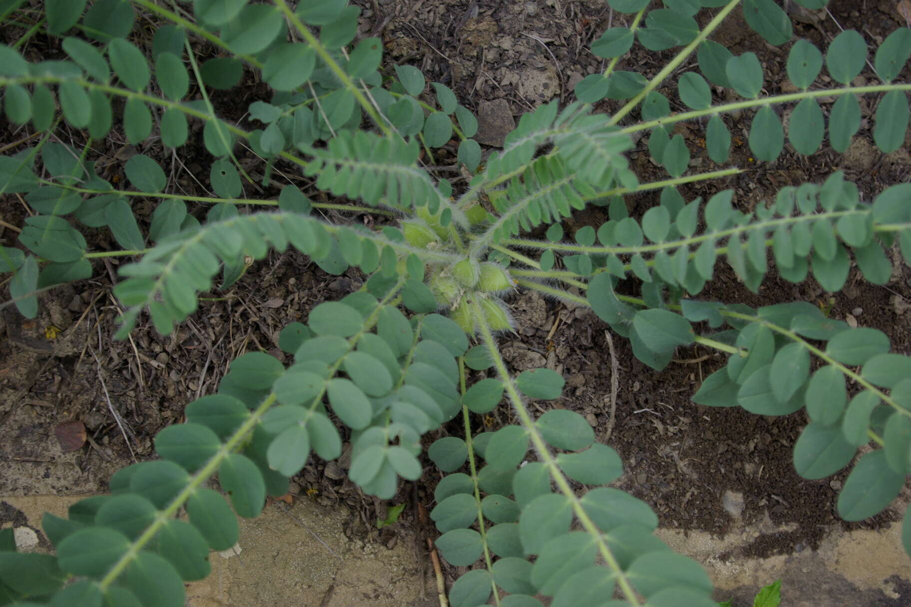 Image of Astragalus fabaceus Bieb.