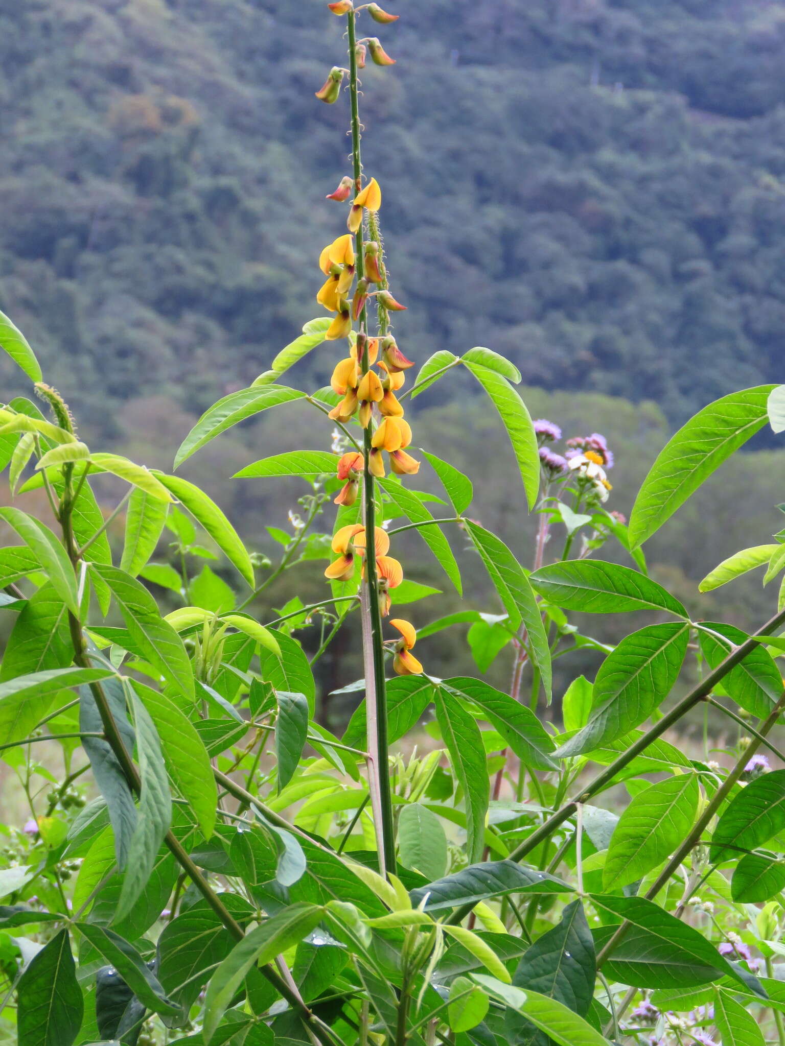 Image of West Indian rattlebox