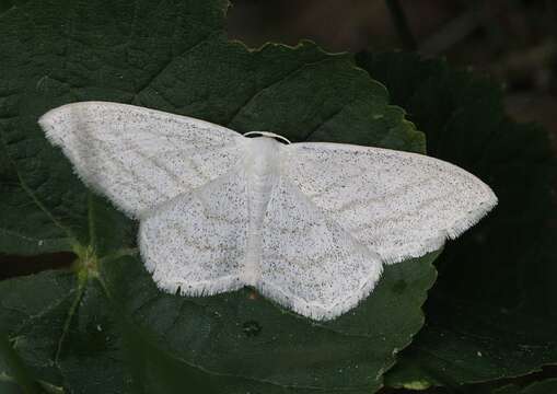 Image of Scopula umbelaria Hübner (1809)