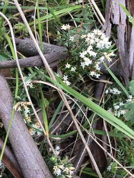 Image of Acrothamnus montanus (R. Br.) Quinn