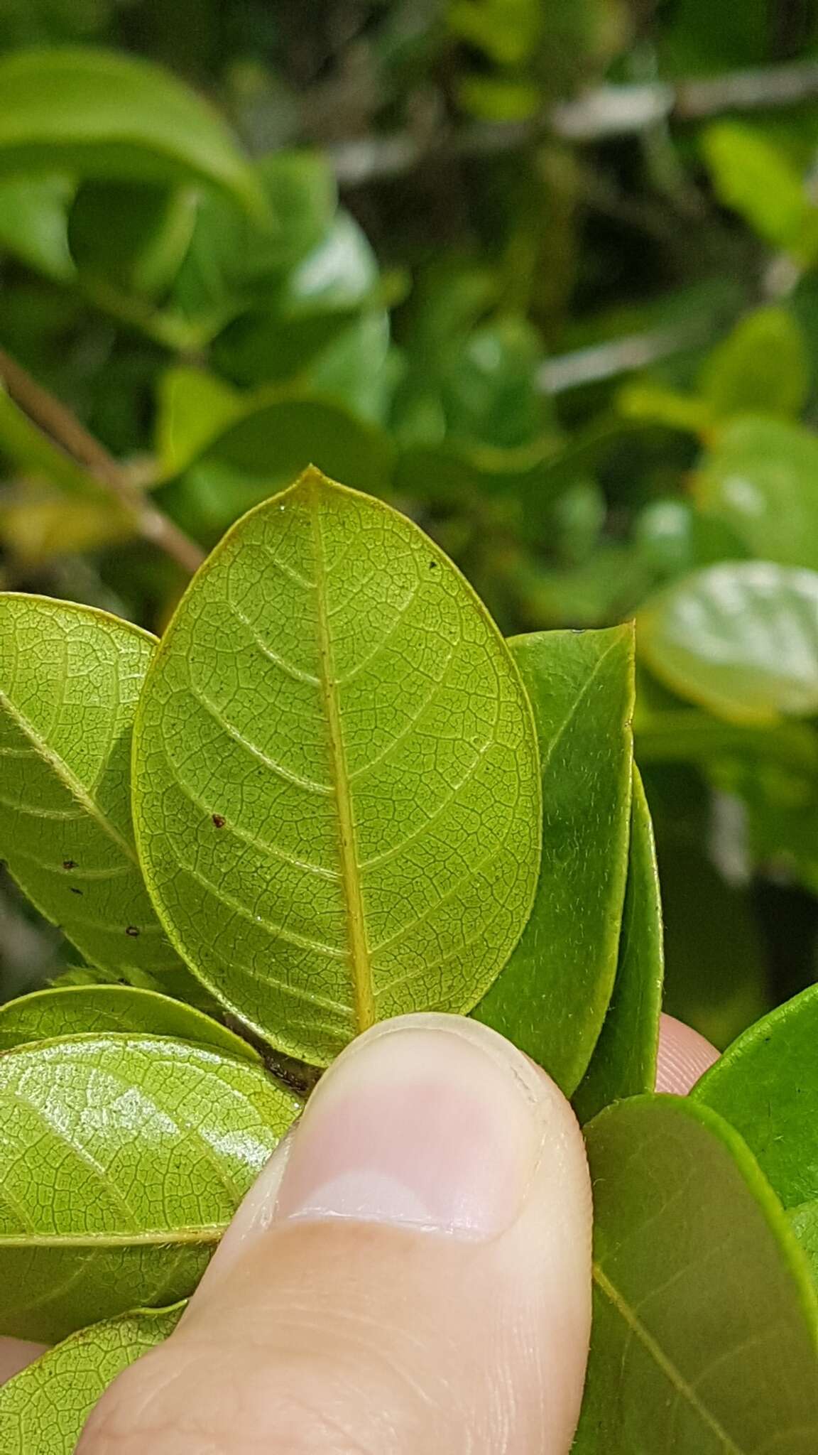 Plancia ëd Hirtella paniculata Sw.