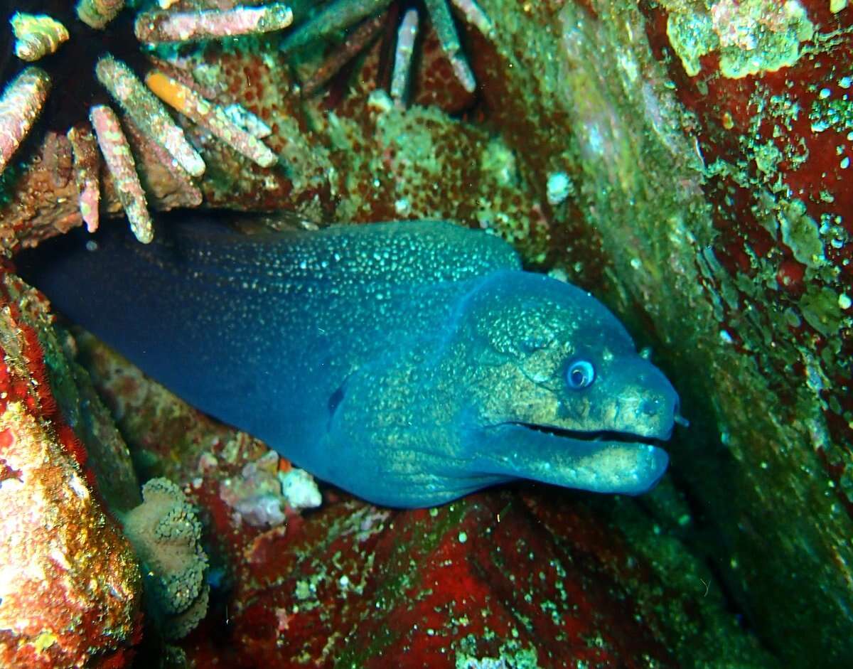 Image of Speckled moray