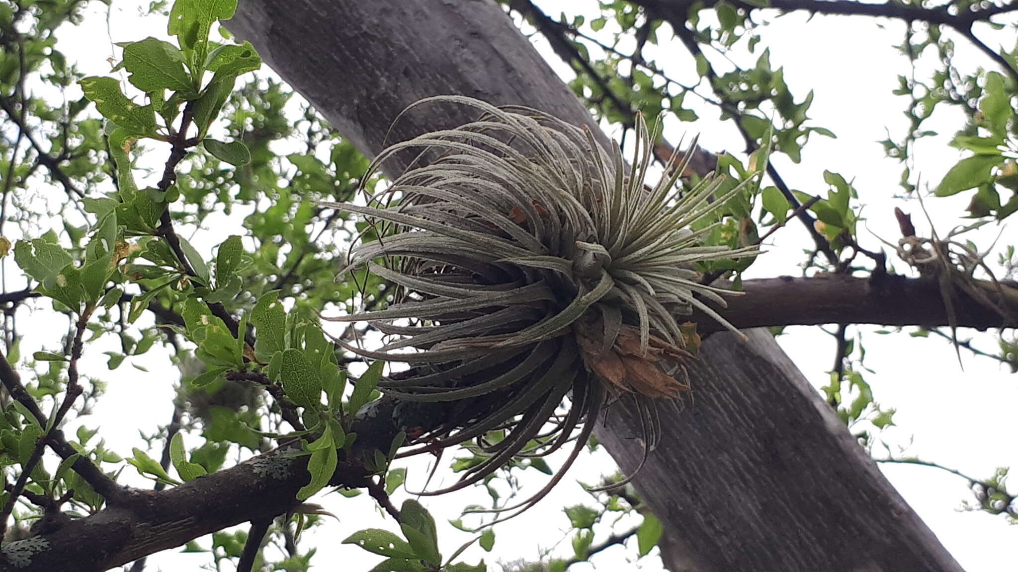 Image of Tillandsia atroviridipetala Matuda