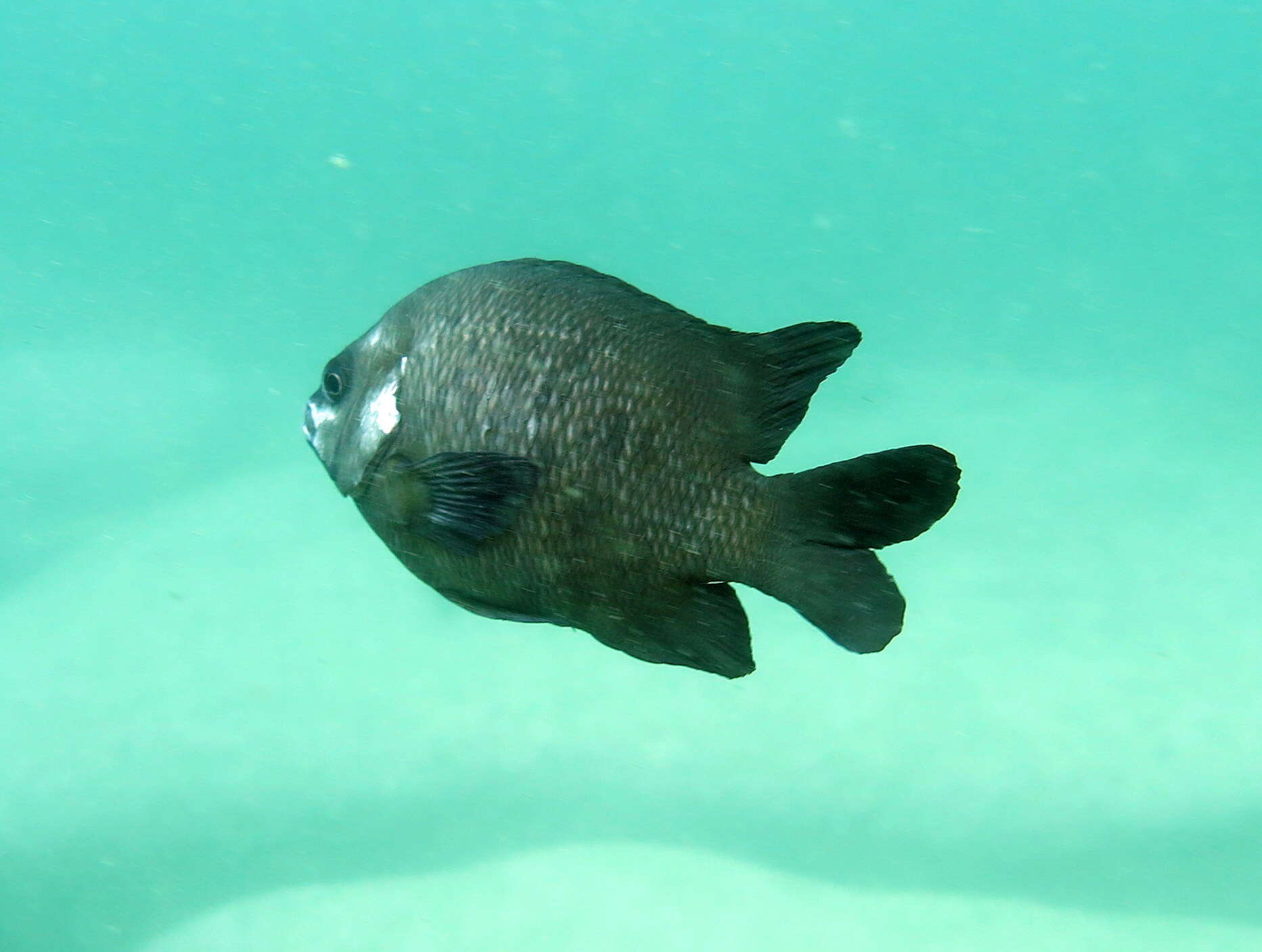 Image of White-ear scalyfin