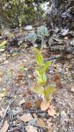 Imagem de Veronica ciliata subsp. cephaloides (Pennell) D. Y. Hong