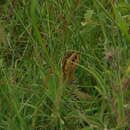 Image of Coqui Francolin