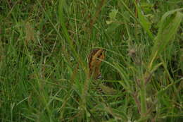 Imagem de Campocolinus coqui (A. Smith 1836)