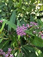 Image of swamp milkweed