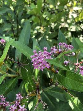 Imagem de Asclepias incarnata subsp. pulchra (Ehrh. ex Willd.) Woods.