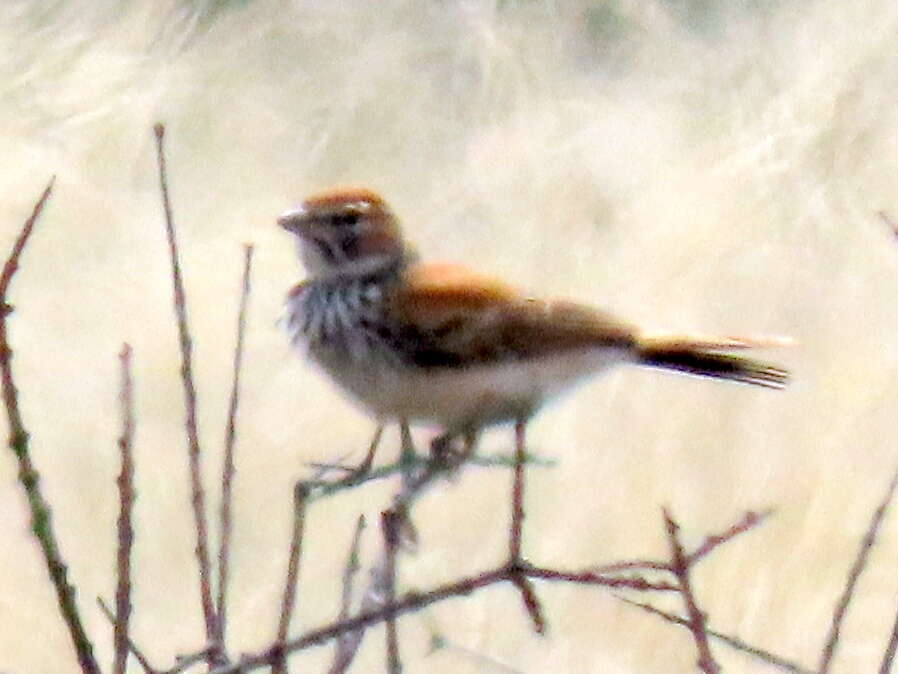 Image of Red Lark