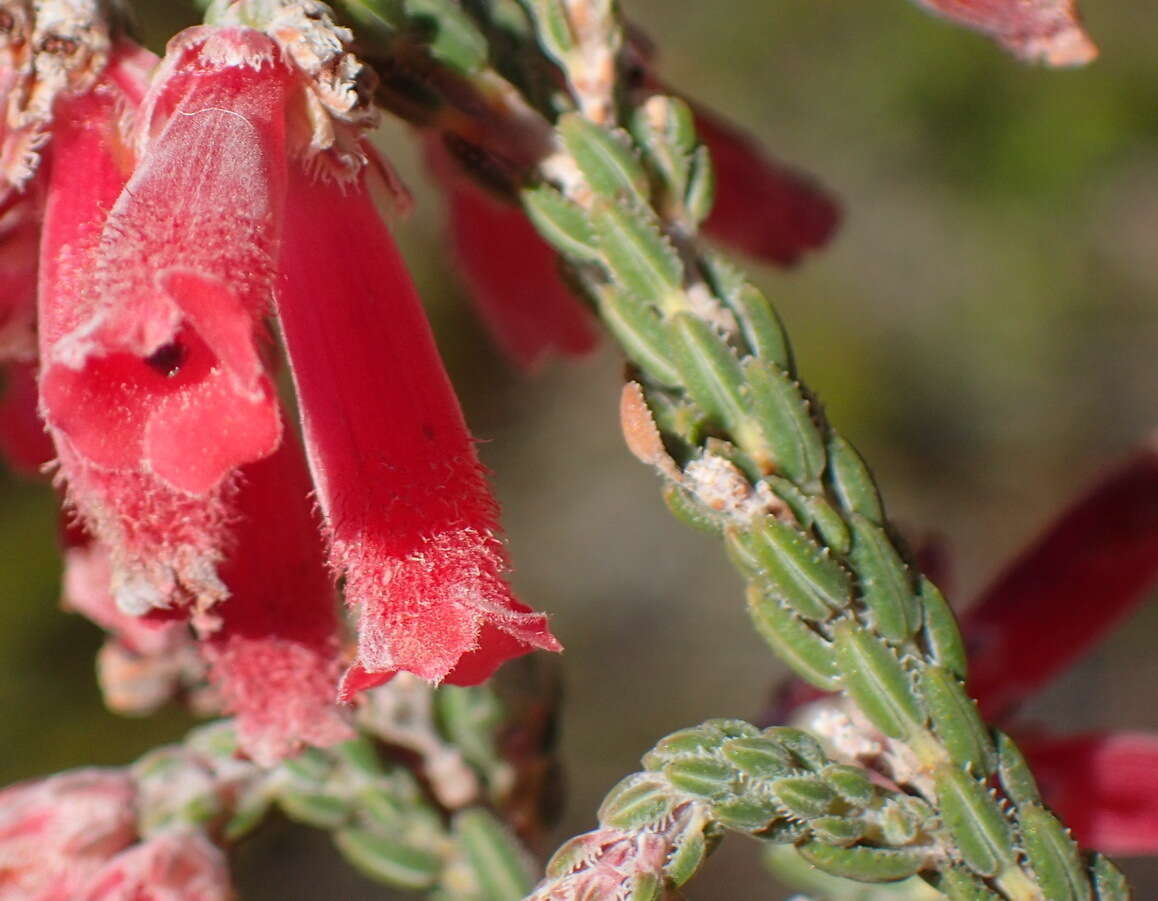 Image of Erica strigilifolia var. strigilifolia