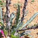 Acanthopsis glabra (Nees) H. M. Steyn resmi