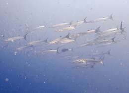 Image of Blackfin barracuda